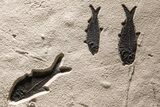 Museum Quality Fossil Fish Mortality Plate - Ready to Hang #370784-4